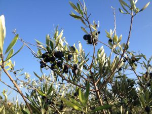 SECRET : Confidences sur l'olive de Nice
