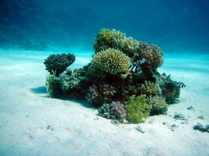 ACTIVITE : Cannes, le soleil et la mer